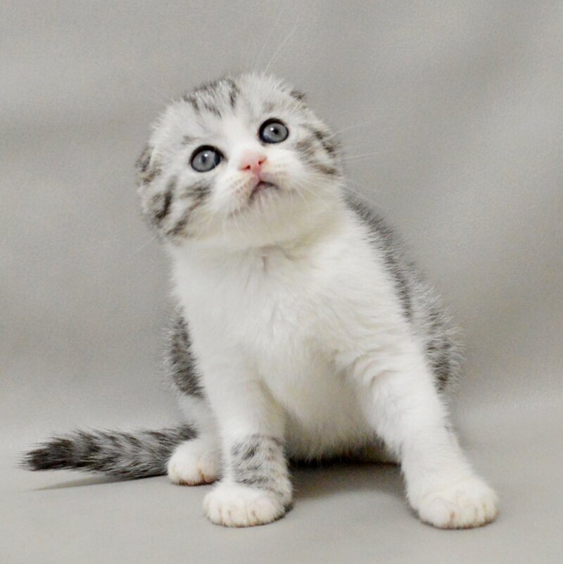 Vatson Scottish Fold male black silver spotted tabby bicolour - live animals