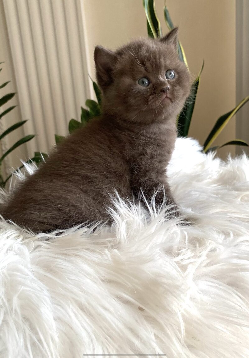 Zefir British Shorthair male chocolate - live animals