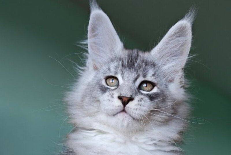 Felix Maine Coon male, black silver ticked tabby