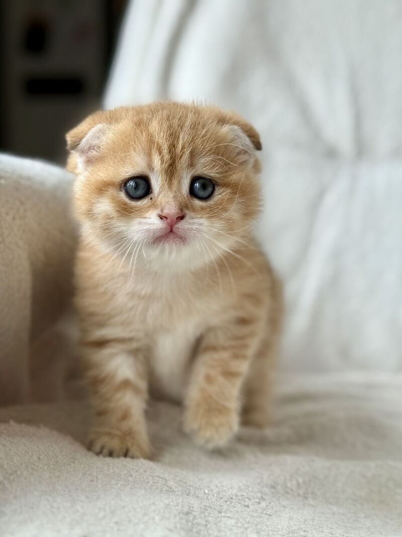 Sima Scottish Fold female black golden spotted tabby - live animals
