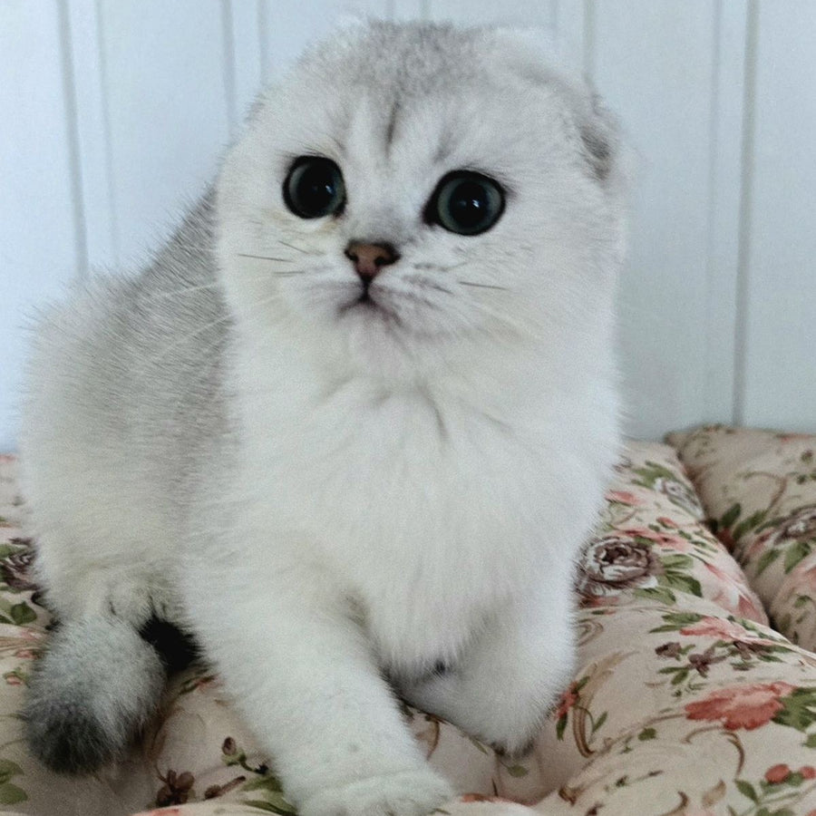 Yahidka Scottish Fold female, black silver shaded