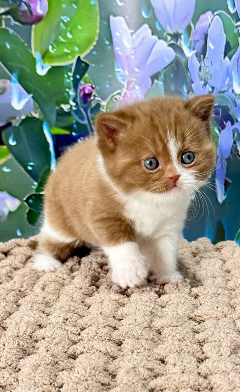 Gin British Shorthair male cinnamon bicolour - live animals