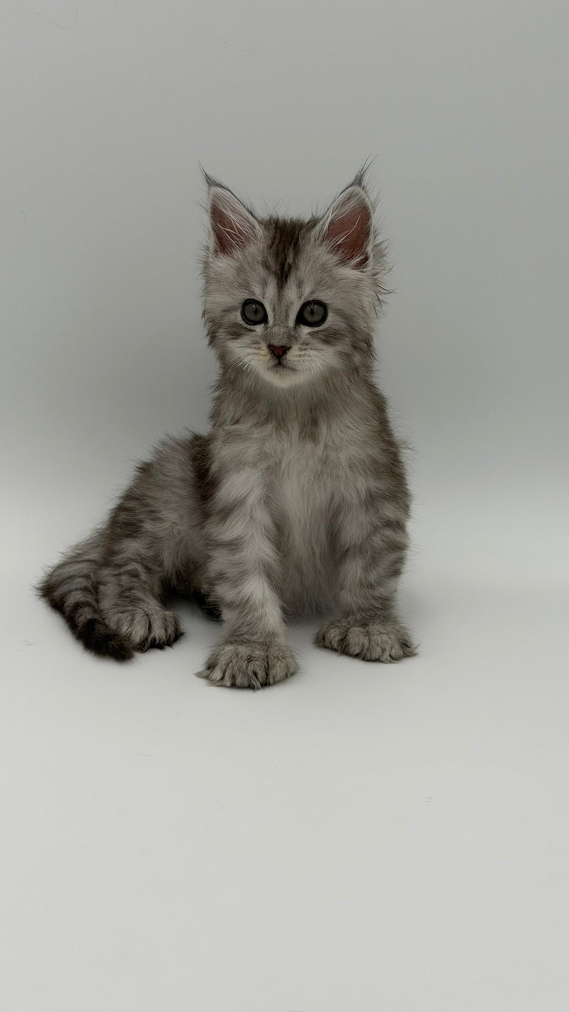 Marta Maine Coon polydactyl female, black silver spotted tabby