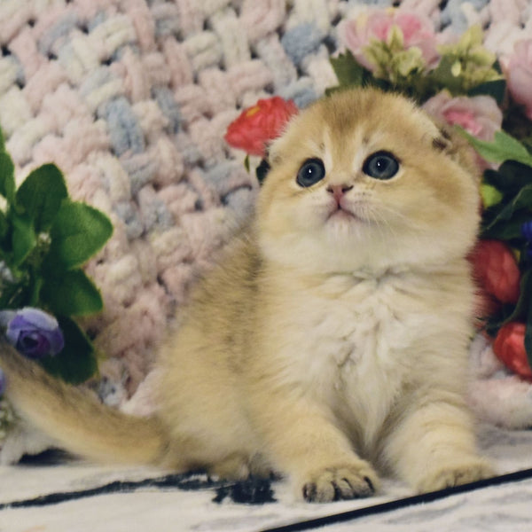 Barni Scottish Fold male, black golden shaded