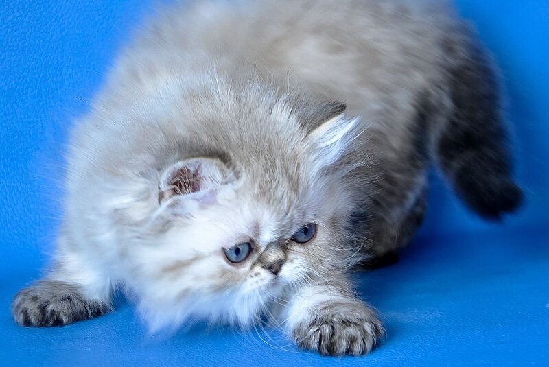 Leon Persian male blue lynx - live animals