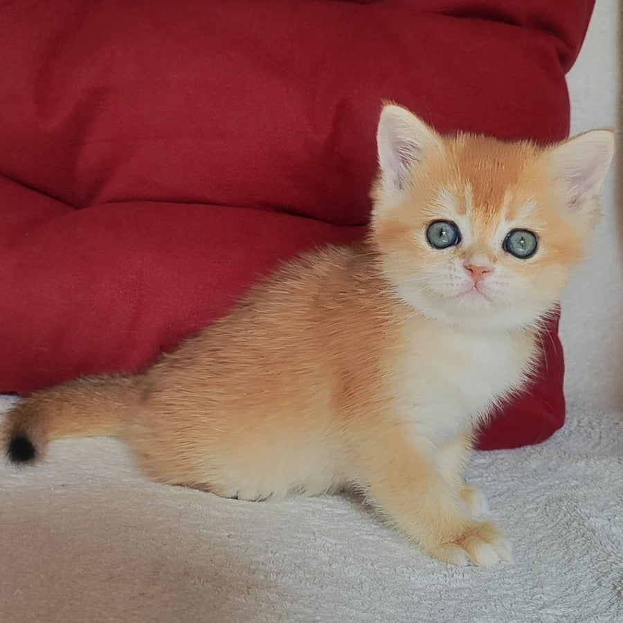 Your  Majesty Scottish Straight female, black golden chinchilla