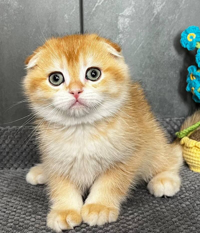 Lion Scottish Fold male black golden chinchilla - live animals