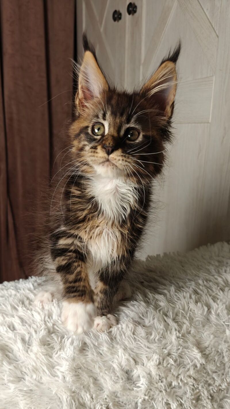 Quill Maine Coon female black tabby bicolour live animals
