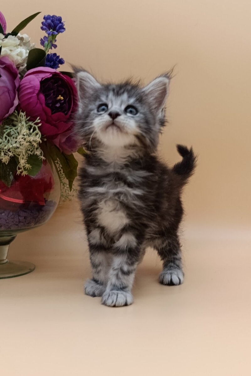Danica Maine Coon female, black silver tabby