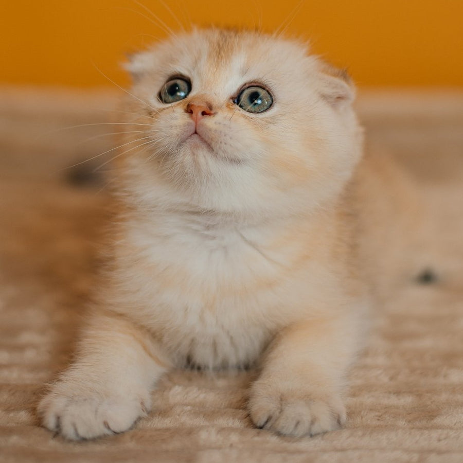 Eskimo Scottish Fold male, black silver shaded
