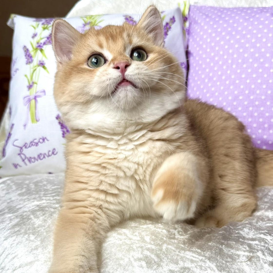 Billy British Shorthair male, black golden chinchilla