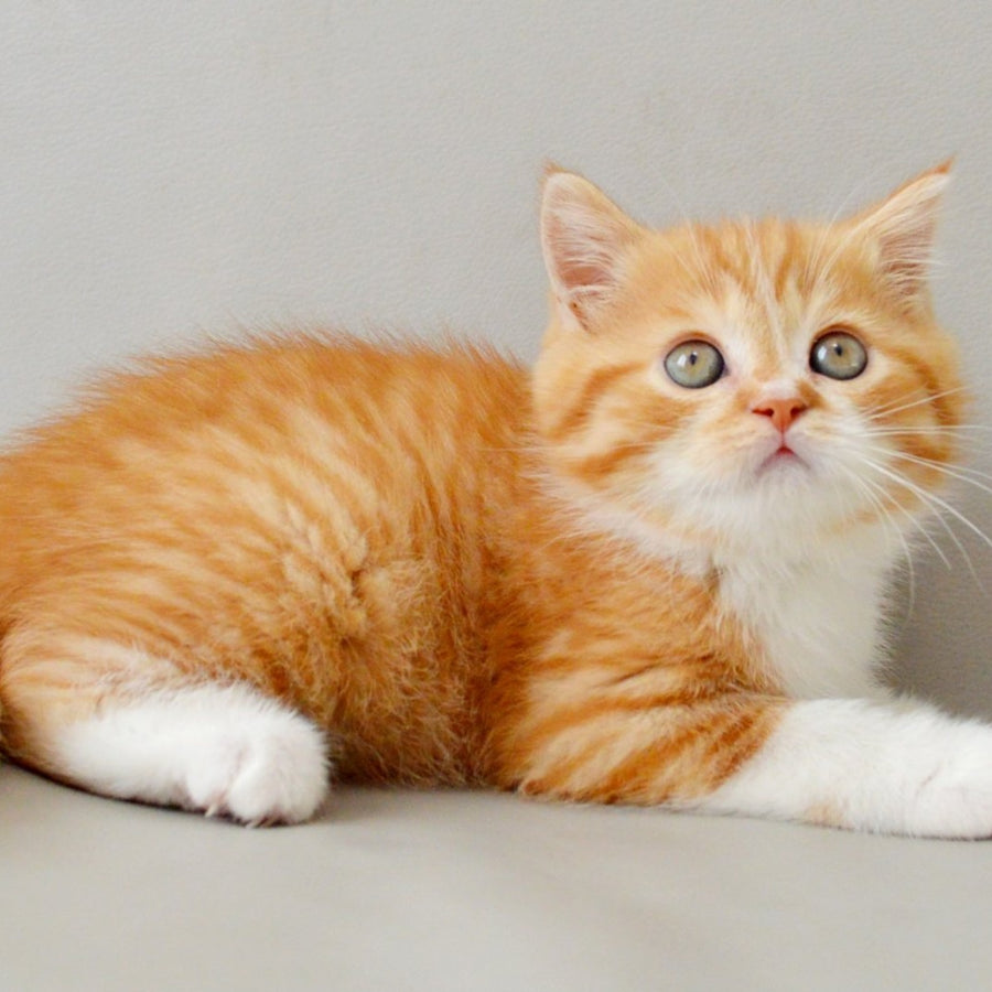 Whiskey Scottish Straight male, red spotted tabby bicolour