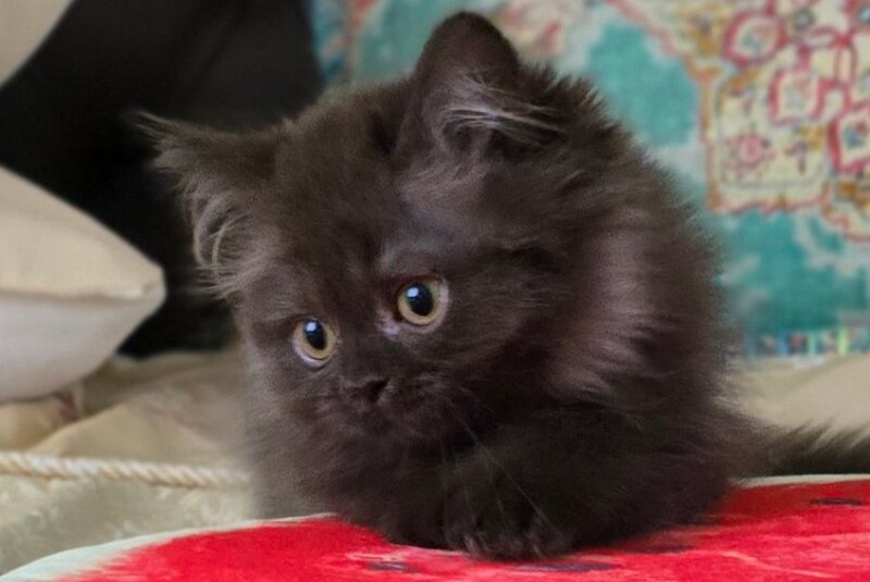 Bagira Scottish Straight female, chocolate
