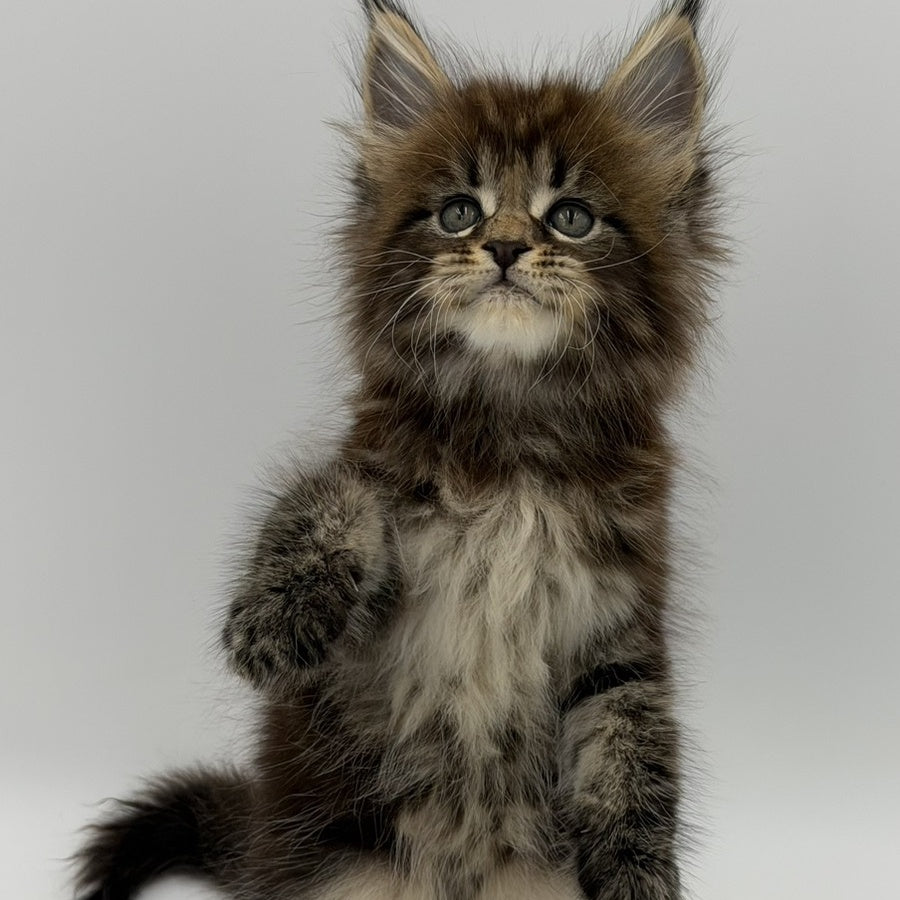 Zeus Maine Coon male, black tabby