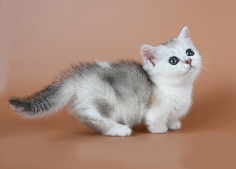 Iris Munchkin female, black silver ticked tabby bicolour