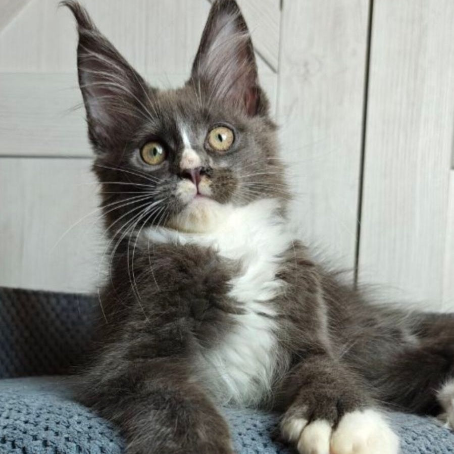 Amur Maine Coon polydactyl 7x7x6x6 male, blue bicolour