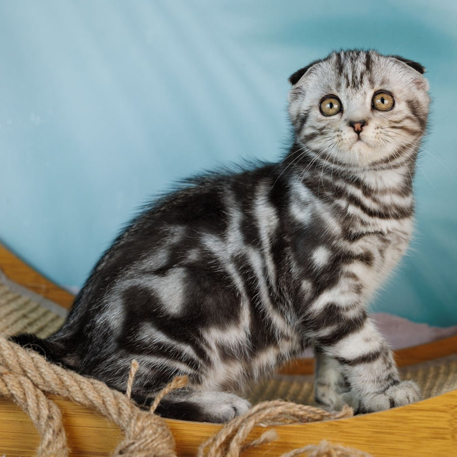 Aston Scottish Fold male, black silver tabby