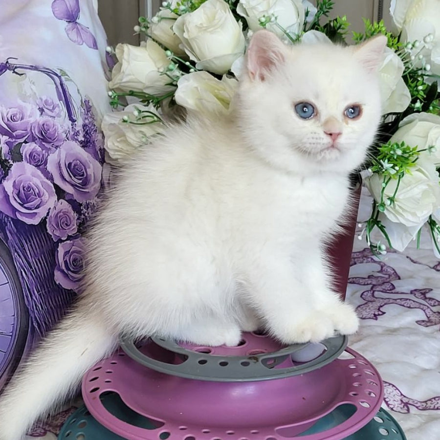 Yahont British Shorthair male, chocolate golden chinchilla pointed