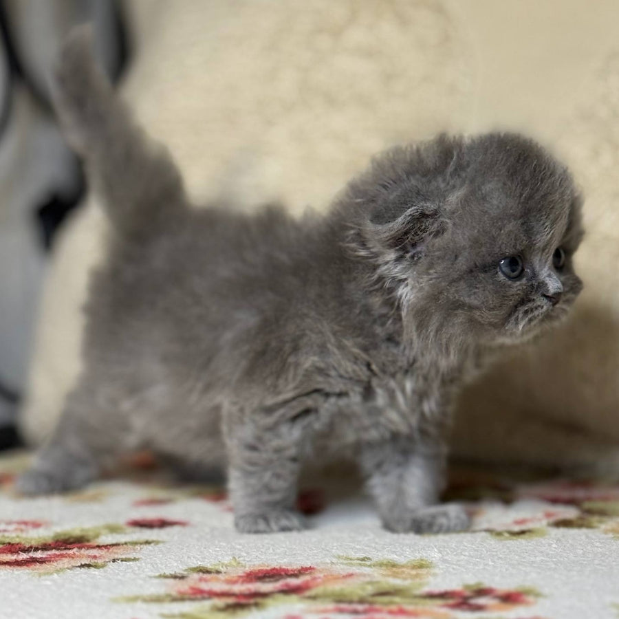 Bobby Scottish Fold female, black silver shaded