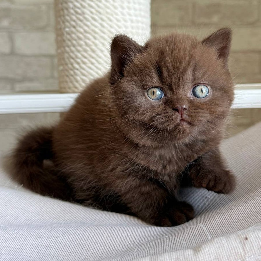 Bruno British Shorthair male, chocolate