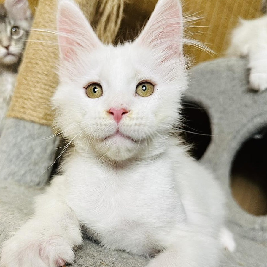 Kozak Maine Coon male, white