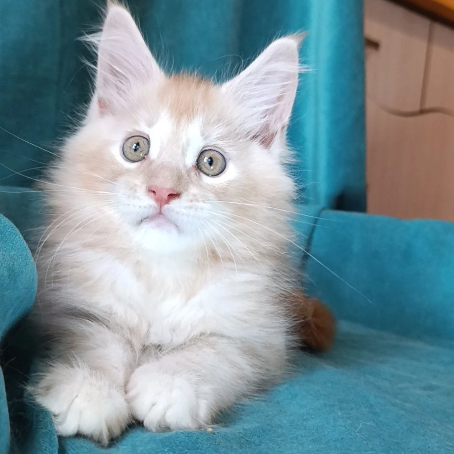 Quentin Maine Coon male, red silver