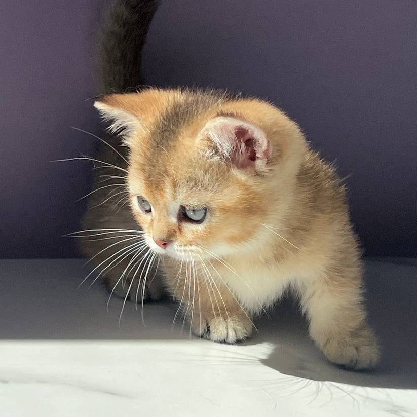 Bill Munchkin male, black golden ticked tabby