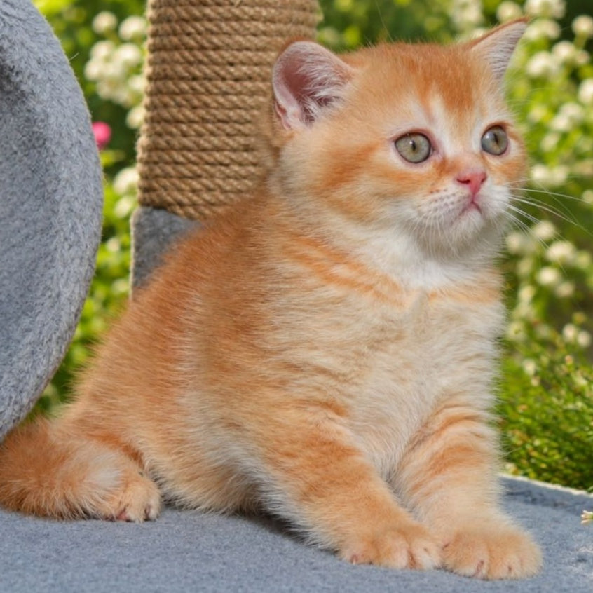 Oliver Scottish Straight male, red ticked tabby