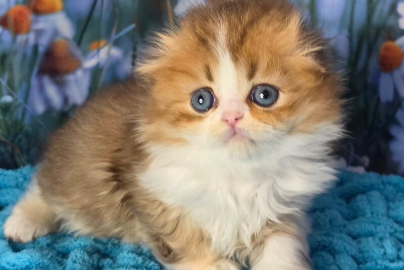 Izium Scottish Fold male chocolate golden shaded bicolour - live animals