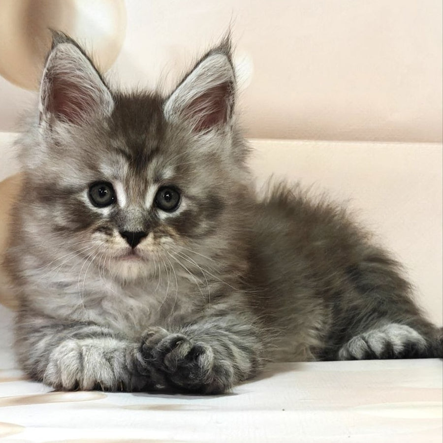 Alexander Maine Coon polydactyl 6x6x6x6 male, black silver ticked tabby