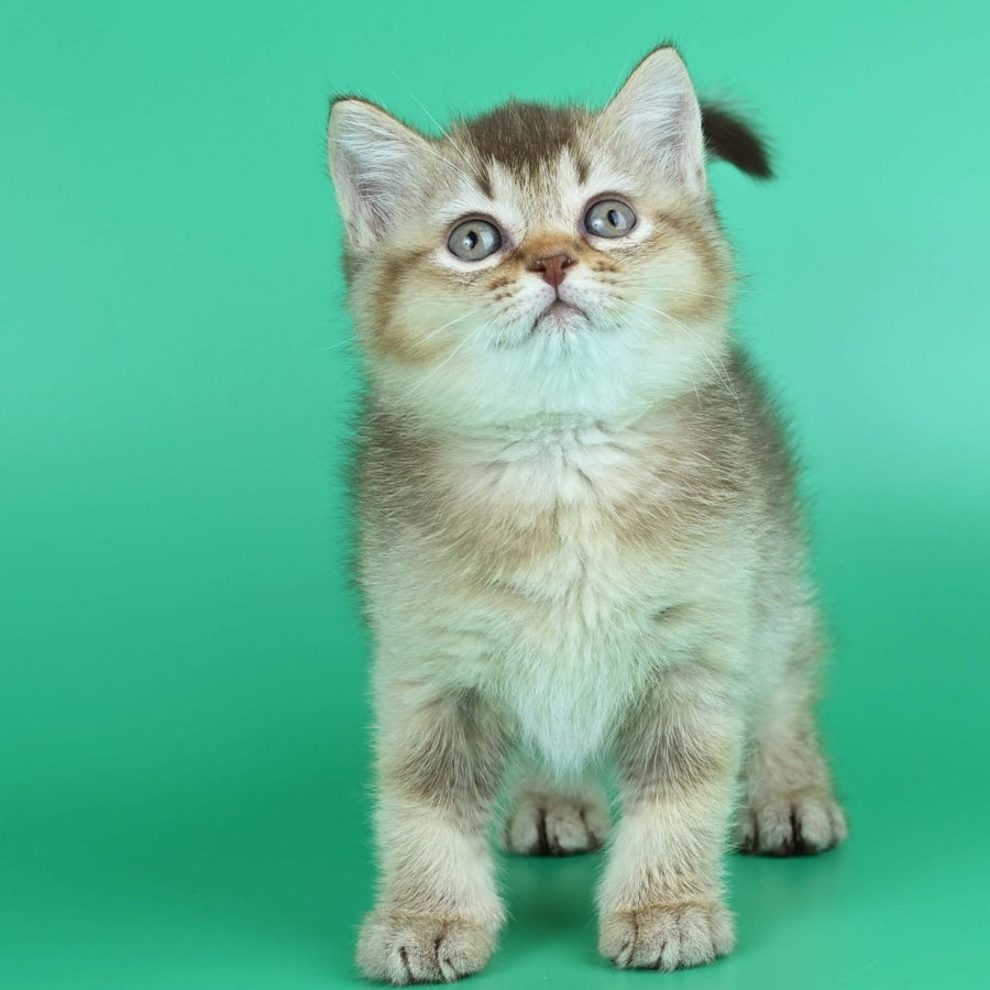 Jina British Shorthair female, chocolate ticked tabby