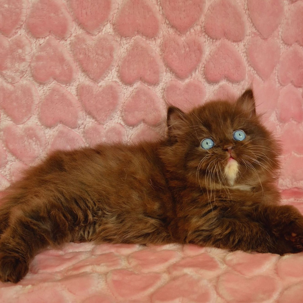 Izolda British Longhair female, chocolate with white