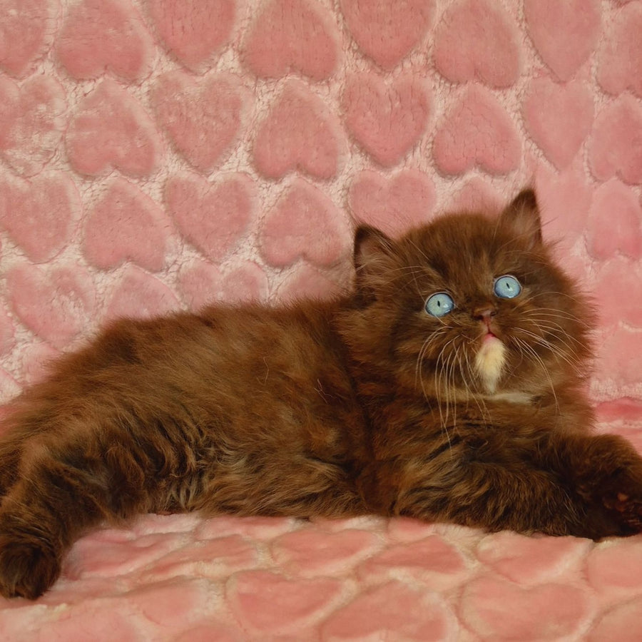 Izolda British Longhair female, chocolate with white
