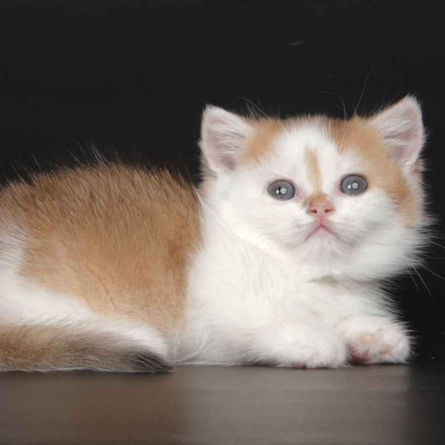 Velcro Munchkin male, black golden shaded bicolour