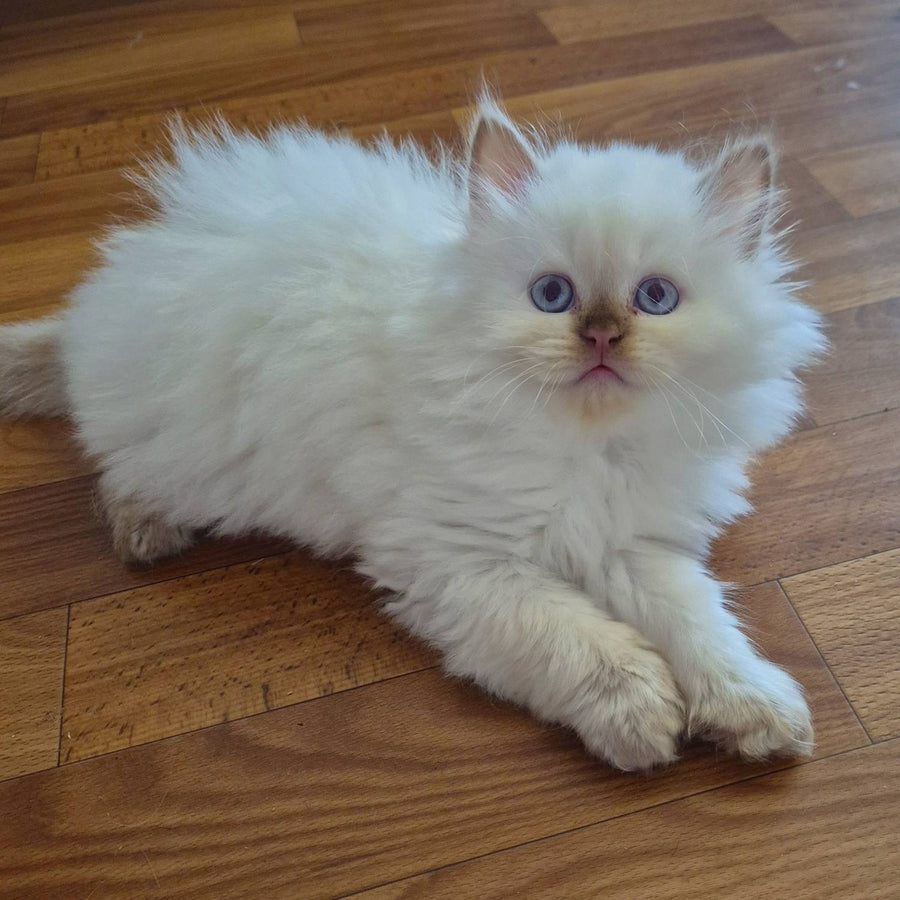 Damir British Longhair male, chocolate golden shaded pointed