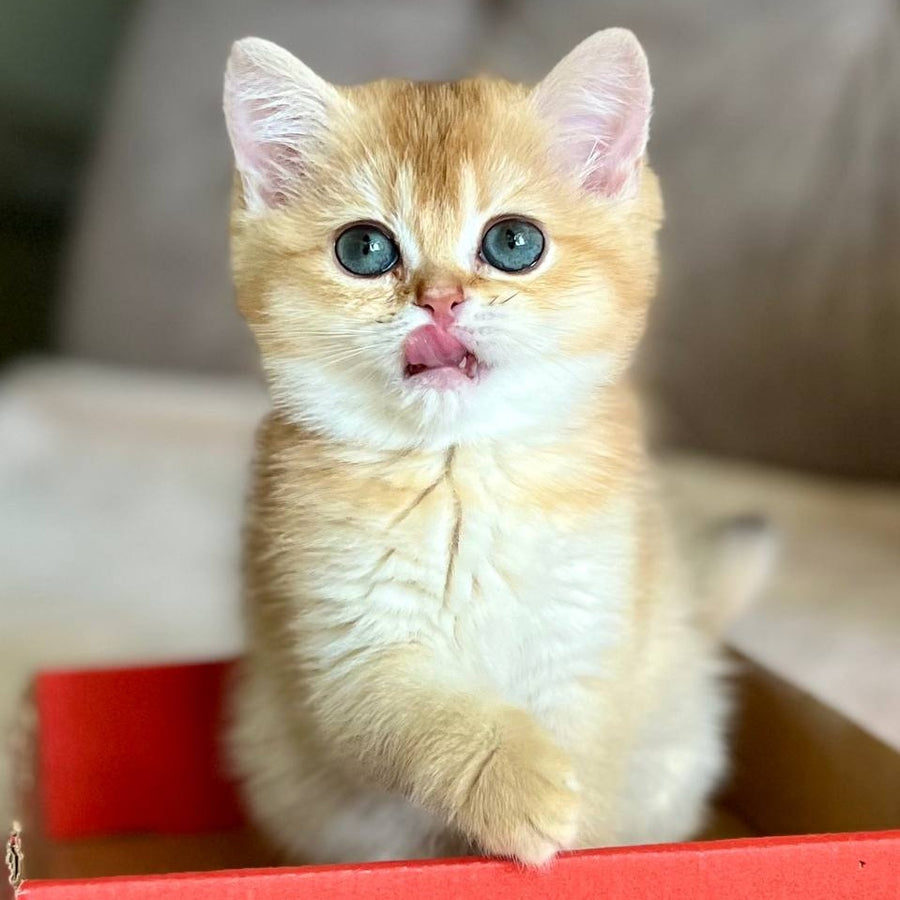 Iris British Shorthair female, chocolate golden chinchilla