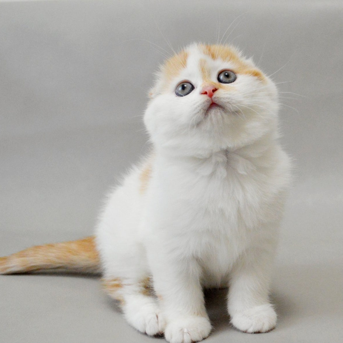 Xanthe Scottish Fold female, red silver tabby van