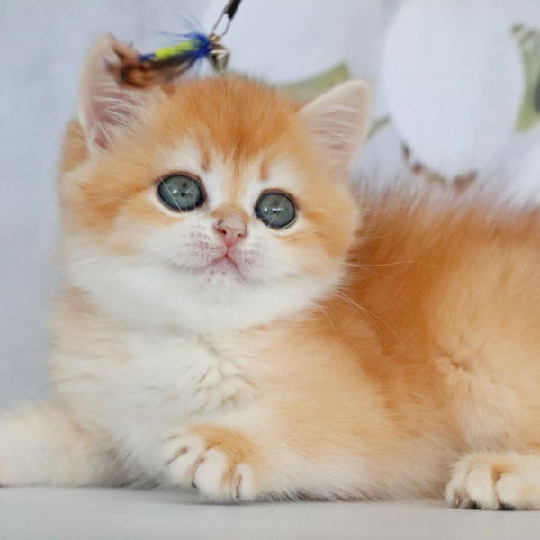 Zadava British Shorthair female, black golden chinchilla