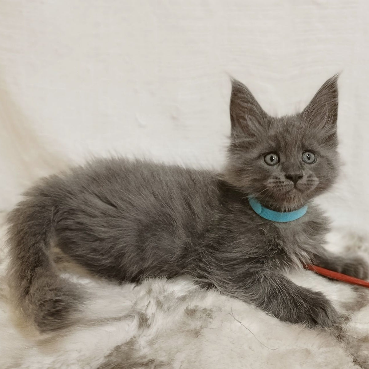 Favorite Maine Coon male, blue silver
