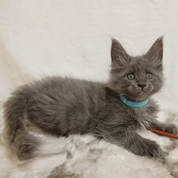 Favorite Maine Coon male, blue silver