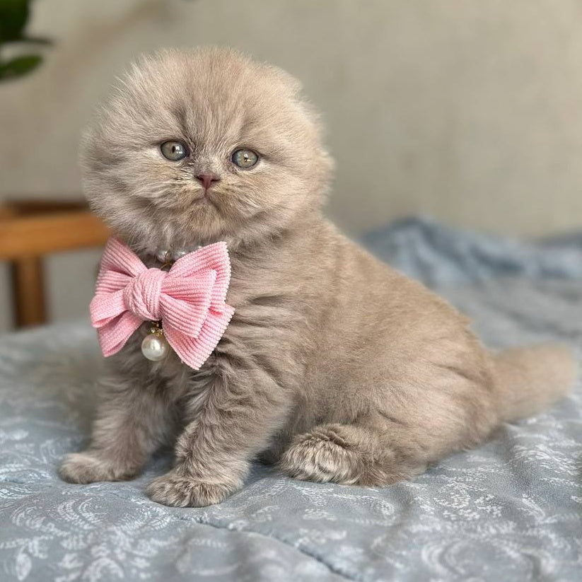 Lava Scottish Fold female, lilac