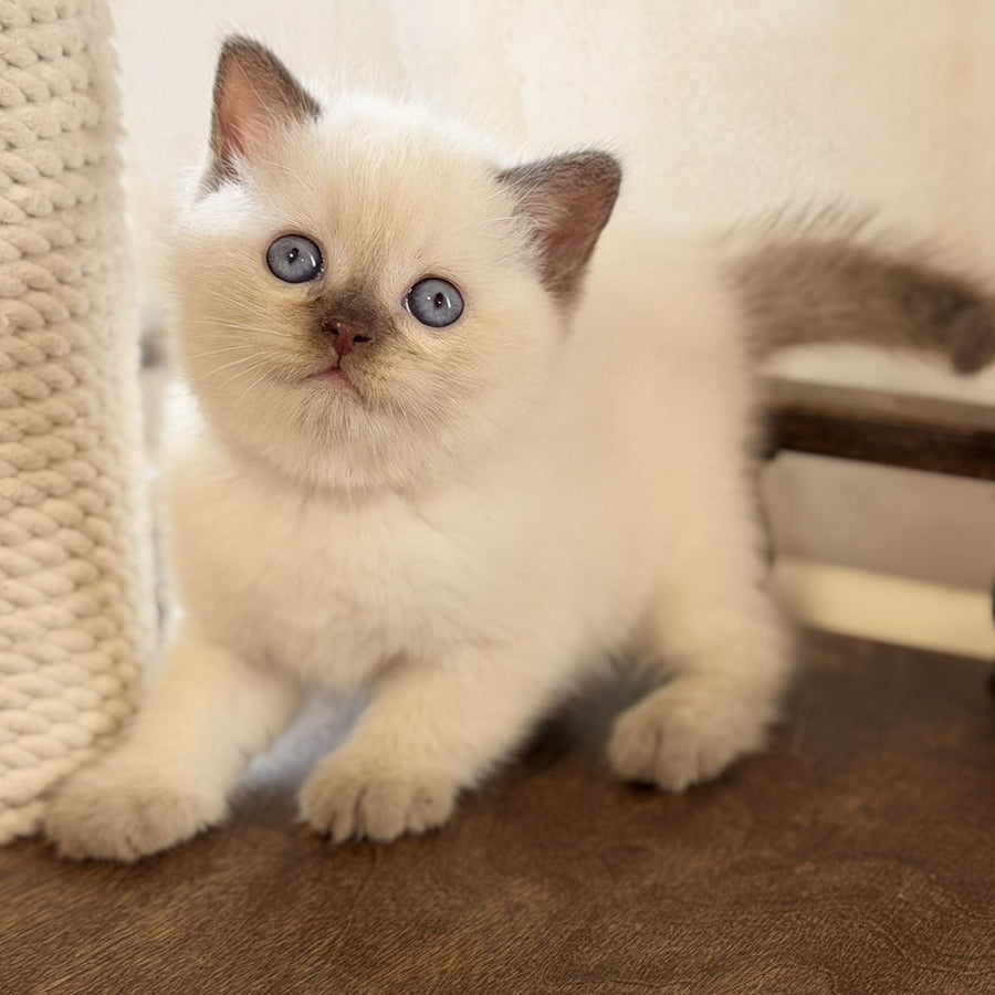 Statham British Shorthair male, chocolate pointed