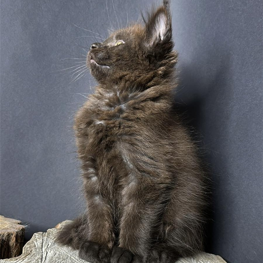 Patron Maine Coon male, black