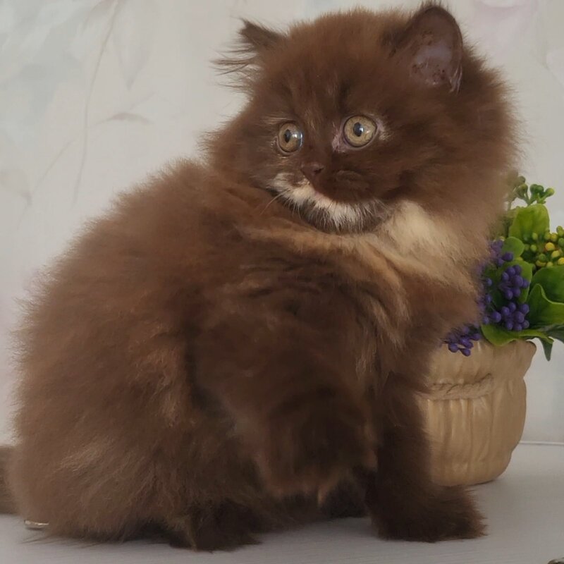 Alisiya British Longhair female chocolate tortie - live animals