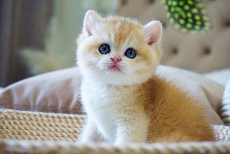 Den British Shorthair male, black golden chinchilla