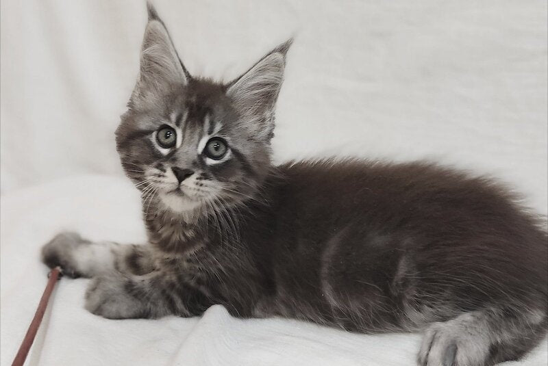 Drive Maine Coon male, black silver tabby