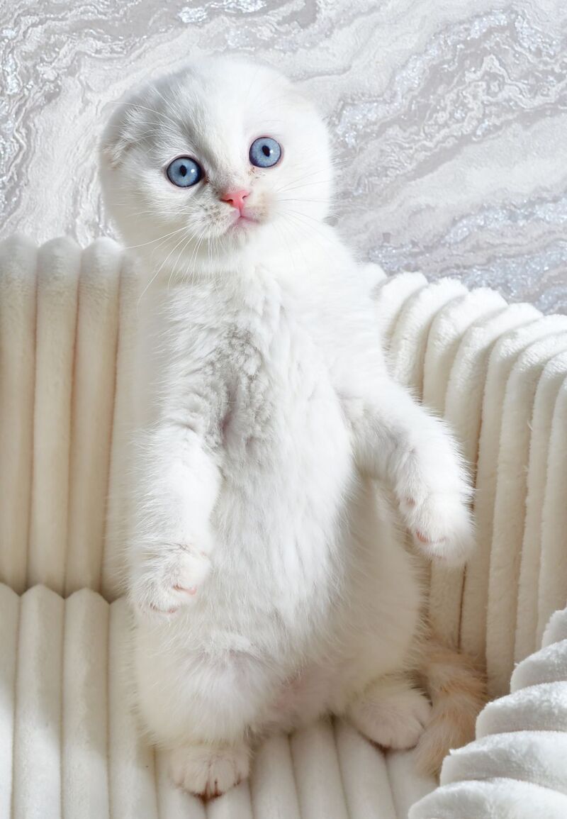 Jeff Scottish Fold male cream tabby pointed - live animals