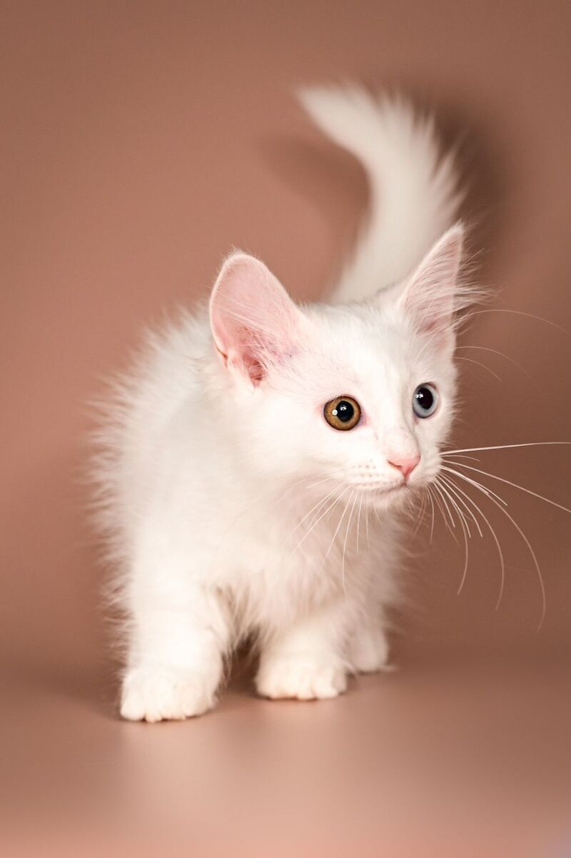 Amina Munchkin female, white