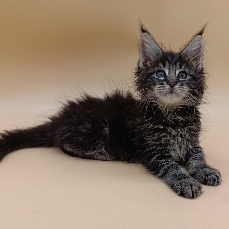 Orion Maine Coon male, black silver tabby