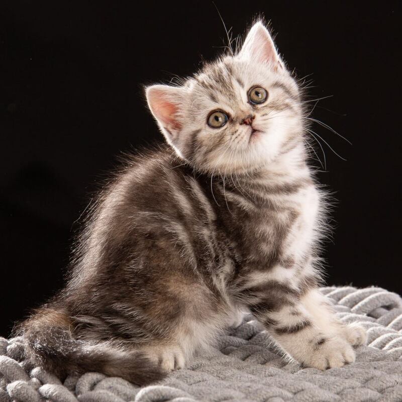 Nicole Scottish Straight female black silver tabby - live animals